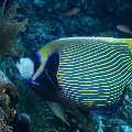 Emperor Angelfish (Pomacanthus imperator), photo taken in Indonesia, East Nusa Tenggara, West Manggarai Regency, Tatawa Kecil