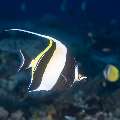 Moorish idol (Zanclus cornutus), photo taken in Indonesia, East Nusa Tenggara, West Manggarai Regency, Tatawa Kecil