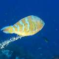 Bluebarred Parrotfish (Scarus ghobban), photo taken in Indonesia, East Nusa Tenggara, West Manggarai Regency, Tatawa Kecil
