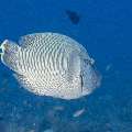 Napoleon Wrasse (Cheilinus undulatus), photo taken in Indonesia, East Nusa Tenggara, West Manggarai Regency, Tatawa Kecil