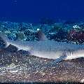 White Tip Reefshark (Triaenodon obesus), photo taken in Indonesia, East Nusa Tenggara, West Manggarai Regency, Tatawa Kecil