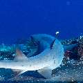 White Tip Reefshark (Triaenodon obesus), photo taken in Indonesia, East Nusa Tenggara, West Manggarai Regency, Tatawa Kecil