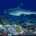 White Tip Reefshark (Triaenodon obesus), photo taken in Indonesia, East Nusa Tenggara, West Manggarai Regency, Tatawa Kecil