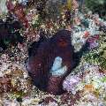 Day Octopus (Octopus cyanea), photo taken in Indonesia, East Nusa Tenggara, West Manggarai Regency, Tatawa Kecil