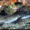 Grey Bambooshark (Chiloscyllium griseum), photo taken in Indonesia, East Nusa Tenggara, West Manggarai Regency, Tatawa Kecil