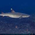 White Tip Reefshark (Triaenodon obesus), photo taken in Indonesia, East Nusa Tenggara, West Manggarai Regency, Tatawa Kecil