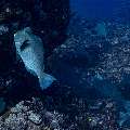 Humphead Parrotfish (Bolbometopon muricatum), photo taken in Indonesia, East Nusa Tenggara, West Manggarai Regency, Tatawa Kecil