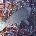 Humphead Parrotfish (Bolbometopon muricatum), photo taken in Indonesia, East Nusa Tenggara, West Manggarai Regency, Tatawa Kecil