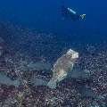 Humphead Parrotfish (Bolbometopon muricatum), photo taken in Indonesia, East Nusa Tenggara, West Manggarai Regency, Tatawa Kecil