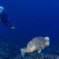 Humphead Parrotfish (Bolbometopon muricatum), photo taken in Indonesia, East Nusa Tenggara, West Manggarai Regency, Tatawa Kecil