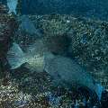 Humphead Parrotfish (Bolbometopon muricatum), photo taken in Indonesia, East Nusa Tenggara, West Manggarai Regency, Tatawa Kecil