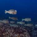 Humphead Parrotfish (Bolbometopon muricatum), photo taken in Indonesia, East Nusa Tenggara, West Manggarai Regency, Tatawa Kecil