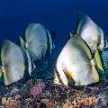 Dusky Batfish (Platax pinnatus), photo taken in Indonesia, East Nusa Tenggara, West Manggarai Regency, Tatawa Kecil