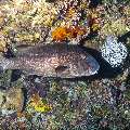 Giant Sweetlip (Plectorhunchus albovittatus), photo taken in Indonesia, East Nusa Tenggara, West Manggarai Regency, Tatawa Kecil