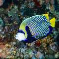 Emperor Angelfish (Pomacanthus imperator), photo taken in Indonesia, East Nusa Tenggara, West Manggarai Regency, Tatawa Kecil