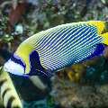 Emperor Angelfish (Pomacanthus imperator), photo taken in Indonesia, East Nusa Tenggara, West Manggarai Regency, Tatawa Kecil