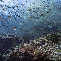 , photo taken in Indonesia, East Nusa Tenggara, West Manggarai Regency, Tatawa Kecil