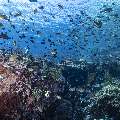 , photo taken in Indonesia, East Nusa Tenggara, West Manggarai Regency, Tatawa Kecil