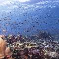 , photo taken in Indonesia, East Nusa Tenggara, West Manggarai Regency, Tatawa Kecil