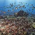, photo taken in Indonesia, East Nusa Tenggara, West Manggarai Regency, Tatawa Kecil
