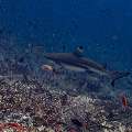 Blacktip Reefshark (Carcharhinus melanopterus), photo taken in Indonesia, East Nusa Tenggara, West Manggarai Regency, Tatawa Kecil