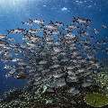 Bigeye Trevally (Caranx sexfasciatus), photo taken in Indonesia, East Nusa Tenggara, West Manggarai Regency, Tatawa Kecil