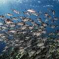 Bigeye Trevally (Caranx sexfasciatus), photo taken in Indonesia, East Nusa Tenggara, West Manggarai Regency, Tatawa Kecil