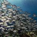 Bigeye Trevally (Caranx sexfasciatus), photo taken in Indonesia, East Nusa Tenggara, West Manggarai Regency, Tatawa Kecil