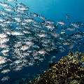 Bigeye Trevally (Caranx sexfasciatus), photo taken in Indonesia, East Nusa Tenggara, West Manggarai Regency, Tatawa Kecil