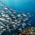 Bigeye Trevally (Caranx sexfasciatus), photo taken in Indonesia, East Nusa Tenggara, West Manggarai Regency, Tatawa Kecil