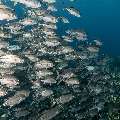 Bigeye Trevally (Caranx sexfasciatus), photo taken in Indonesia, East Nusa Tenggara, West Manggarai Regency, Tatawa Kecil