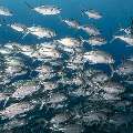 Bigeye Trevally (Caranx sexfasciatus), photo taken in Indonesia, East Nusa Tenggara, West Manggarai Regency, Tatawa Kecil