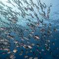 Bigeye Trevally (Caranx sexfasciatus), photo taken in Indonesia, East Nusa Tenggara, West Manggarai Regency, Tatawa Kecil