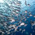 Bigeye Trevally (Caranx sexfasciatus), photo taken in Indonesia, East Nusa Tenggara, West Manggarai Regency, Tatawa Kecil