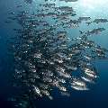Bigeye Trevally (Caranx sexfasciatus), photo taken in Indonesia, East Nusa Tenggara, West Manggarai Regency, Tatawa Kecil
