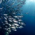 Bigeye Trevally (Caranx sexfasciatus), photo taken in Indonesia, East Nusa Tenggara, West Manggarai Regency, Tatawa Kecil