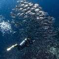 Bigeye Trevally (Caranx sexfasciatus), photo taken in Indonesia, East Nusa Tenggara, West Manggarai Regency, Tatawa Kecil