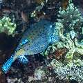 Yellow Boxfish (Ostracion cubicus), photo taken in Indonesia, East Nusa Tenggara, West Manggarai Regency, Tatawa Kecil
