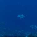 Giant trevally (Caranx ignobilis), photo taken in Indonesia, East Nusa Tenggara, West Manggarai Regency, Police Corner