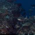 , photo taken in Indonesia, East Nusa Tenggara, West Manggarai Regency, Police Corner