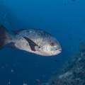 Midnight Snapper (Macolor macularis), photo taken in Indonesia, East Nusa Tenggara, West Manggarai Regency, Police Corner