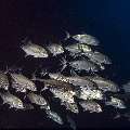 Bigeye Trevally (Caranx sexfasciatus), photo taken in Indonesia, East Nusa Tenggara, West Manggarai Regency, Police Corner