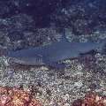 White Tip Reefshark (Triaenodon obesus), photo taken in Indonesia, East Nusa Tenggara, West Manggarai Regency, Police Corner