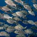 Lowfin Chub (Kyphosus vaigiensis), photo taken in Indonesia, East Nusa Tenggara, West Manggarai Regency, Police Corner