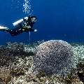 Coral, photo taken in Indonesia, East Nusa Tenggara, West Manggarai Regency, Police Corner
