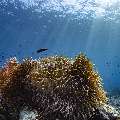 , photo taken in Indonesia, East Nusa Tenggara, West Manggarai Regency, Police Corner