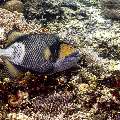 Titan Triggerfish (Balistoides viridescens), photo taken in Indonesia, East Nusa Tenggara, West Manggarai Regency, Mawan