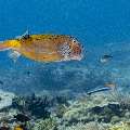 Yellow Boxfish (Ostracion cubicus), photo taken in Indonesia, East Nusa Tenggara, West Manggarai Regency, Mawan