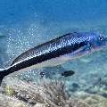 Blue Tilefish (Malacanthus latovittatus), photo taken in Indonesia, East Nusa Tenggara, West Manggarai Regency, Mawan