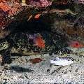 , photo taken in Indonesia, East Nusa Tenggara, West Manggarai Regency, Mawan